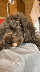 Curly brown poodle snacks and lounges on a bed in Siberia