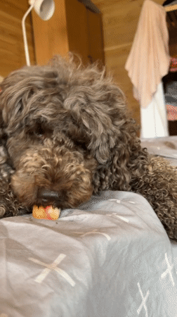 Curly brown poodle snacks and lounges on a bed in Siberia