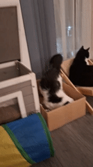 Multiple cats playing, grooming, and relaxing in a London home