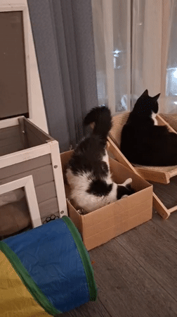 Multiple cats playing, grooming, and relaxing in a London home