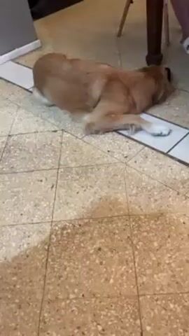 The video begins with a golden retriever lying on a tile floor. The camera then quickly pans up to show the feet of a person wearing sandals. The camera then turns upwards to show a person with brown eyes and a mustache looking down. The person is sitting at a table and has white earbuds in their ears.