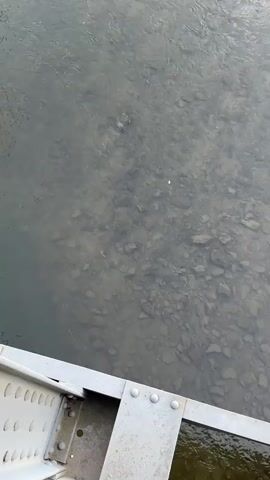 The video shows a top-down view of a shallow, rocky riverbed. The water is somewhat murky, allowing visibility of the stones and a few small fish swimming. The riverbed is made up of light-colored, irregular-shaped rocks. A portion of a metal structure, possibly a bridge railing, is visible in the lower left corner of the frame, made of white painted metal with rivets. The water appears to be flowing gently. There is no visible text in the video. The scene suggests an outdoor natural setting, likely during daylight hours given the clarity of the water and the visible light reflecting off the surface. The mood is peaceful and natural.