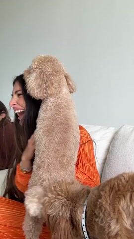 The video shows two dogs, a light brown poodle and a darker brown dog, interacting with a person. The poodle is standing on its hind legs, with its front paws reaching towards the person's head. The person, whose face is not fully visible, is wearing an orange shirt and has long, dark hair. The background appears to be a room with a light-colored couch and a plain wall, suggesting an indoor setting. The lighting suggests it could be daytime. The scene appears casual and domestic, likely taking place in a home environment. There is no visible text in the video.