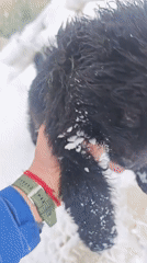 Person plays with snow-covered black puppy in Russia