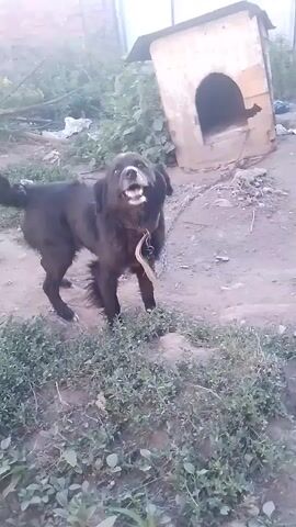 A black dog with a red collar and a chain attached is standing in a dirt yard with some patchy grass. A weathered, light-colored doghouse is in the background. The dog looks at the camera with its mouth open, appearing to pant or grin. The chain is attached to a post or anchor behind the dog. The environment is outdoors with some foliage and debris visible.