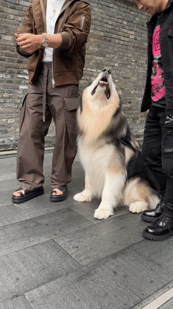 Two men pose with Alaskan Malamute on street in Chengdu