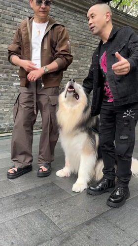 Two men pose with Alaskan Malamute on street in Chengdu