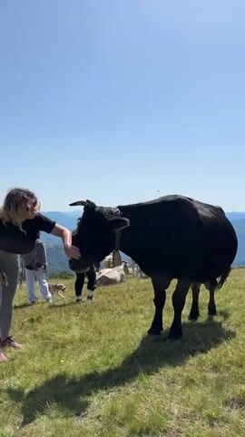A woman with blonde curly hair wearing sunglasses and a black t-shirt gently strokes the head of a black cow. The cow wears a bell around its neck. In the background, a small brown and white dog is visible, as are two people, one wearing a white shirt. The scene is set in a grassy field under a clear blue sky. There are mountains in the distance.