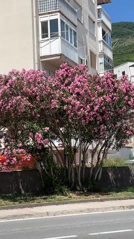 A flowering bush with pink blossoms stands in front of a white building. The bush has several thick, light-colored trunks. The building has multiple windows and a balcony. A road is visible in the foreground. The sky is blue.