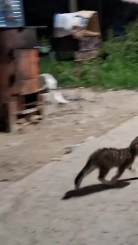 A kitten walks across a cracked concrete surface at dusk. The kitten is small and appears to be brown and black striped. The background is blurry but suggests a rural or semi-rural setting with buildings, vegetation, and scattered objects. The lighting is dim, indicating it is either early morning or late evening. The kitten's shadow is visible on the ground.