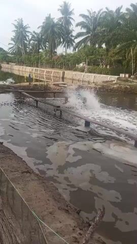 A video captures an outdoor scene with a body of water and several palm trees in the background. A mechanical paddle wheel is visible in the water, actively churning it and creating a significant amount of foam and spray. Two wooden beams extend across the water, supporting the paddle wheel apparatus. The water appears murky and reflects the surrounding environment. The banks of the body of water are visible, with one bank appearing to be made of earth and the other with some sort of netting. In the distance, beyond the water, there is a wall or fence, a few buildings, and more vegetation. The sky is overcast, suggesting a cloudy day. The overall impression is of an aquaculture or water treatment facility.