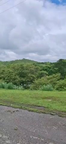 The media file shows a panning view of a lush, green hillside under a cloudy sky. The scene is a natural landscape with rolling hills covered in dense vegetation. In the foreground, there is a patch of short green grass, followed by a dense line of tall, reedy grasses. A dirt or gravel road is visible in the bottom left corner of the frame, suggesting the viewpoint is from or near a road. Above the greenery, a dramatic sky with heavy, grey clouds dominates the upper portion of the image, hinting at overcast or possibly stormy weather. The overall mood is serene and natural, characteristic of a rural or undeveloped area. There are no people or man-made objects clearly visible besides the implied road and a faint wire in the sky, possibly a power line. The time of day is indeterminate due to the overcast conditions, but the lighting suggests it could be daytime. The visual elements evoke a sense of untouched nature and a slightly moody atmosphere due to the cloud cover.