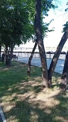 The video begins with a close-up of a tree trunk, then pans to the right to show a grassy area with dappled sunlight. A paved path runs alongside the grass, bordered by a concrete curb. Trees with green foliage line the path, casting shadows on the ground. In the background, there is a railing overlooking a body of water. A person is seated on a bench near the railing. The camera continues to pan, showing more of the path, trees, and the railing. The video ends showing the paved path and trees stretching into the distance.