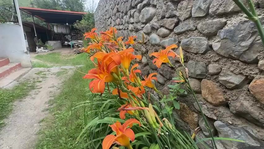 A close-up shot focuses on a cluster of vibrant orange daylilies growing along a rough, grey stone wall. The flowers are in various stages of bloom, with some fully open and others still in bud. Green leaves and stems create a lush backdrop for the blossoms. To the left of the flowers, a narrow dirt path is visible, lined with grass and leading towards a white building with red-tiled stairs. In the background, part of a covered outdoor structure with supporting poles is visible, suggesting a rural or garden setting. The overall impression is one of natural beauty against a rustic, textured background.
