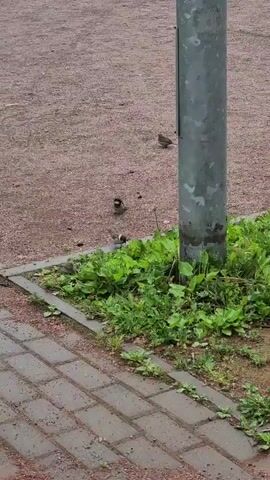 In Pavlovo, Russia, a group of sparrows are foraging near a metal pole surrounded by lush green plants. The ground is covered with a mix of gravel and concrete pavers, suggesting an outdoor urban or park setting. The lighting indicates it is daytime, likely overcast as there are no strong shadows. The birds are actively pecking at the ground, likely searching for food. The scene is peaceful, with the sparrows seemingly undisturbed by the camera. There is no visible text in the frame.