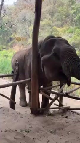 The video shows an elephant being fed bananas behind a wooden fence. The elephant is large and gray, and it uses its trunk to take the bananas from a person's hand. The fence is made of uneven wooden posts and planks. The background shows trees and green vegetation. The ground is sandy. The elephant's mouth is open after eating.