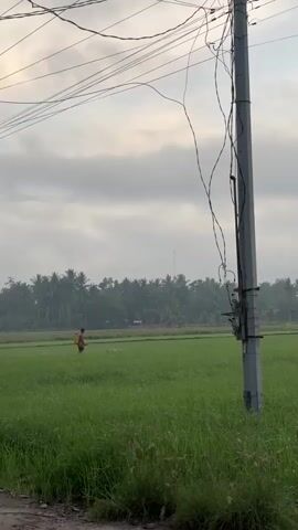 A person walks across a green field while spraying a liquid from a backpack sprayer. Overhead, telephone wires are strung between poles. In the distance, palm trees line the horizon under a cloudy sky.