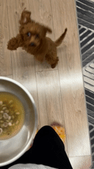 Sofia residents document pet feeding, unpacking activities