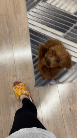 Sofia residents document pet feeding, unpacking activities