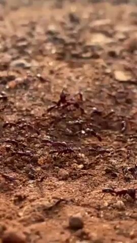 The video shows a ground covered in small rocks and dirt, teeming with ants, before the camera quickly moves back, showing the ground again but now without the ants, and an individual shouts in the distance.