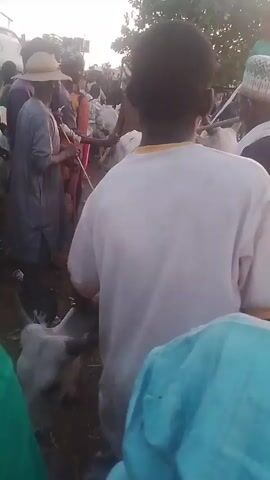The video shows a crowded outdoor scene, likely a market, with a group of people surrounding a flatbed truck loaded with white cattle. The animals are tied with ropes and some have markings on their bodies. The crowd consists of people of various ages and appearances, with some wearing traditional clothing. The camera is held by someone within the crowd, providing a close-up view of the people and cattle. The lighting indicates it is either early morning or late afternoon.