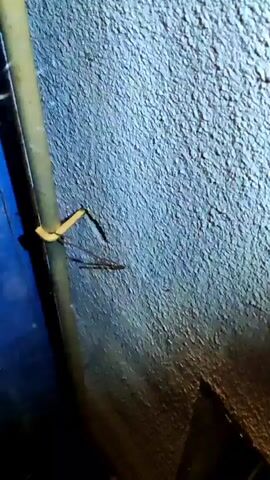 The video shows a close-up view of a spider on a vertical pipe. The spider is light-colored and appears to be in the process of moving or exploring its surroundings. The pipe is greenish-yellow and has a yellow band wrapped around it. Behind the pipe, a textured, light blue wall is visible. The wall's rough surface suggests it might be concrete or a similar material. The overall lighting is dim, indicating it might be nighttime or a poorly lit indoor space. The focus is tight on the spider and the immediate area around it, with the background blurred. There is no discernible text in the video. The scene is static, with the camera focused on the spider's movement.