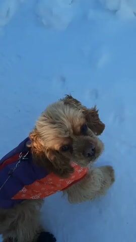 A short video clip shows a light brown or tan-colored dog, possibly a Cocker Spaniel or similar breed, standing or sitting in the snow. The dog has long, wavy fur and its face is visible, looking slightly upwards and to the right of the frame. It is wearing a multi-colored winter coat; the upper part is purple, and the lower part is orange with white snowflake patterns. A silver metal clip, likely part of a harness or for a leash, is visible on its back.

The ground is covered in bright white snow, indicating a cold, outdoor environment. The lighting suggests it is daytime, with sunlight reflecting off the snow, highlighting the dog's fur.

Throughout the clip, the dog remains relatively still, its head moving slightly from a forward-right gaze to a more distinct rightward turn, as if observing something off-camera or listening intently. Its ears are slightly perked at one point, showing attentiveness. The video focuses primarily on the dog and its immediate surroundings.