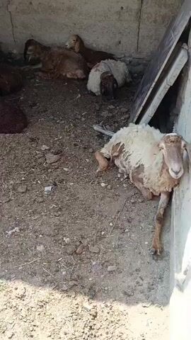 The video shows several sheep lying down inside a structure with dirt floors and concrete walls. One sheep in the foreground is lying on its side, leaning against a wall. Other sheep are visible in the background, also resting. The environment appears to be a barn or shelter.