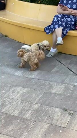 Two small dogs, one light brown and one cream-colored, are on leashes on a paved outdoor area. The cream-colored dog is on the right and appears to be wearing a harness. The light brown dog is on the left and is facing the cream-colored dog. Both dogs are interacting with each other. In the background, a woman in a blue and white patterned dress is sitting on a yellow curved bench and looking at her phone. To the left of the woman, a person with long blonde hair is also sitting on the bench and looking at their phone. The ground is made of square concrete pavers. There is greenery behind the bench. A pink ball is visible on the ground in the lower right of the frame. The video appears to be taken during daylight.