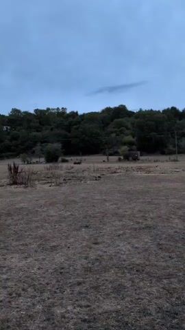 A video shows a brown animal with a long snout walking through a dry grassy field. The field is surrounded by trees on a hill, and there is a small red structure in the distance. The sky is overcast and the lighting suggests it is either early morning or late evening.
