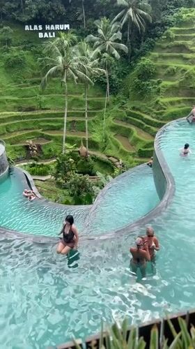 Tourists enjoy dawn pool activities at Tegallalang rice terrace resort