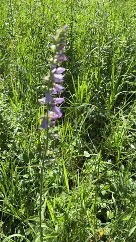 A close-up shot focuses on a tall, slender stalk of purple bell-shaped flowers against a backdrop of green grass and foliage. The flowers are arranged in a cluster along the upper portion of the stalk, with some appearing fully open and others as buds. The camera is positioned slightly below the flower stalk, looking up towards it. The lighting suggests a bright, sunny day, casting soft shadows and highlighting the vibrant green of the surrounding vegetation. The scene appears to be outdoors, in a natural setting such as a field or meadow.