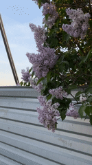 Spring lilacs and street scenes documented in Yekaterinburg