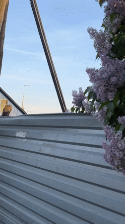 Spring lilacs and street scenes documented in Yekaterinburg
