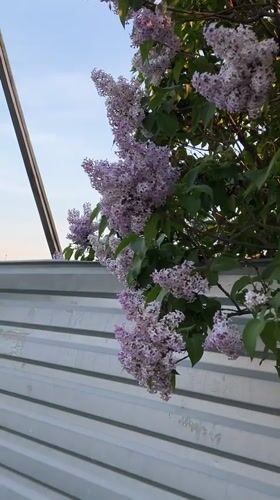Spring lilacs and street scenes documented in Yekaterinburg
