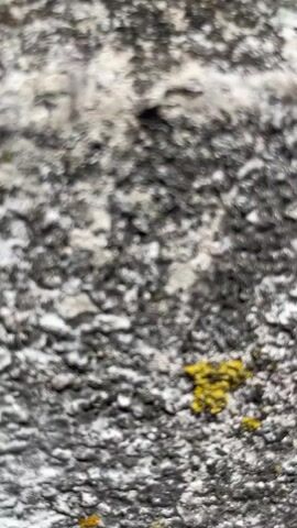 The video begins with a close-up shot of a rough, textured surface, possibly concrete or stone, speckled with patches of yellow and green lichen. The camera then pans and tilts, revealing a wider view of the environment. In the background, a brick building with several windows is visible. Above the building, a clear blue sky with scattered white clouds can be seen. Several tall communication towers with antennas and equipment are mounted on top of the building. A dark, possibly metallic object, part of a rope or cable, is also visible in the foreground, stretching across the frame from left to right. The camera then moves closer to the ground, showing more of the lichen-covered surface, and then shifts focus to a black, textured material, possibly fabric or velcro, with white stitching along its edge. The video ends with a close-up of this black material. The scene appears to be outdoors, likely on a rooftop or elevated structure, given the presence of communication towers and the building in the background. There are no people visible in the video.