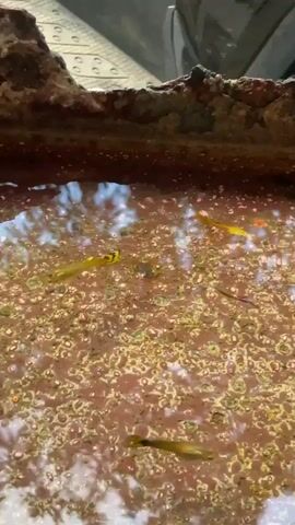The video shows a shallow body of water with small fish swimming in it. The water is murky and has a reddish-brown color, with patches of green algae floating on the surface. The edge of the water container appears to be made of rusted metal. The fish are small and appear to be guppies, with some yellow and orange coloring. The scene is illuminated by natural light, casting reflections on the water's surface. The camera is positioned above the water, looking down at the fish and their environment.