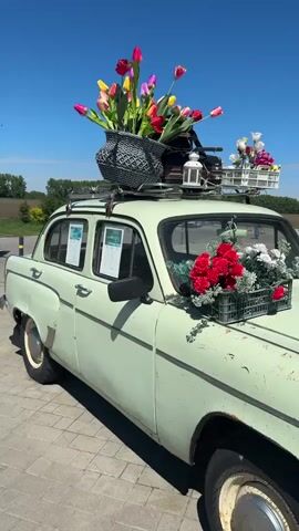 The video shows a pale green, vintage Moskvich car parked on a paved area. The car is decorated with flowers: red and white flowers in a crate on the hood, tulips in a basket on the roof rack, and a string of foliage across the front bumper. A wicker crate with flowers and a small lantern is also on the roof rack. The car's license plate reads "51 85 BHE." A man walks in the background in the first few seconds of the video, and another walks behind the car later. The sky is clear and blue. The setting appears to be a rest stop area with trees and fields visible in the distance.