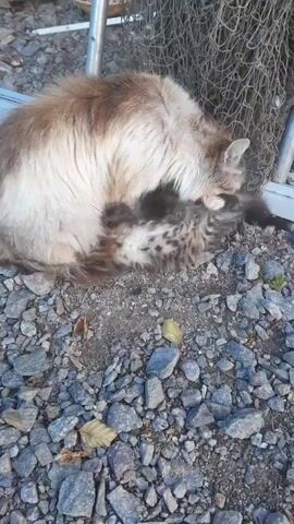 A long-haired cat grooms a much smaller kitten. The cats are lying on a bed of gravel. In the background, there is some wooden fencing, a metal pole, and netting. The kitten is spotted brown and black and is lying on its back, while the adult cat, which has brown and cream fur, is on its side, licking the kitten. The kitten's paws are in the air.