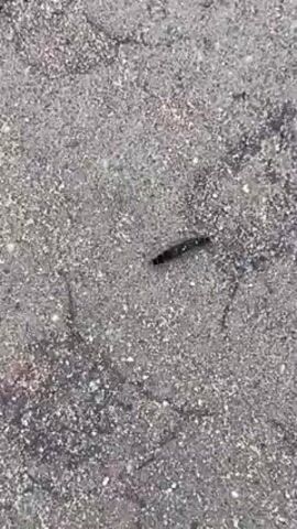 The video shows a small, dark-colored caterpillar crawling on a grey, cracked asphalt surface. The caterpillar is the only object of focus, and its movement is slow and deliberate. The background is uniformly grey and textured, showing the rough surface of the asphalt.