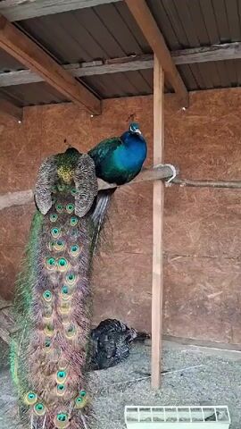 The video shows two peacocks perched on a branch inside a wooden structure. One peacock is displaying its full, colorful tail feathers.  Another peacock is perched on the branch beside it. Below them, on the ground, is another bird that appears to be a peahen. An empty feeder is visible in the foreground. A child's voice can be heard off-camera calling to the peacocks. The structure appears to be a simple shed or enclosure.