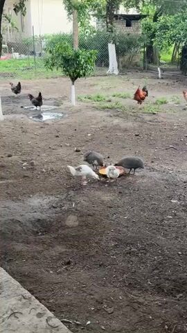 A group of birds, including guinea fowls and what appear to be young geese or ducks, are gathered around a shallow red dish on the ground, eating. The guinea fowls have distinct speckled plumage. The ground is dirt, with patches of dry grass and some areas of mud, suggesting it might be a farmyard or an outdoor enclosure. In the background, there are trees with green leaves, a fence, and a few larger birds, including two roosters, one brown and one red, visible in the upper part of the frame. One rooster is standing near a puddle of water. The overall setting appears to be rural, possibly a backyard or a small farm. The lighting suggests it is daytime, possibly late morning or afternoon, with diffused light indicating it might be overcast or the sun is not directly overhead. There is no visible text in the media.