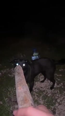 A black dog wearing a blue plastic bottle on its back stands in a dark, grassy outdoor area. The dog is facing away from the camera. In the foreground, a hand holds a rough wooden object, possibly a stick or a piece of firewood. Further back, a bag of charcoal briquettes with a flame logo and the word "Grill" is visible on the ground next to what appears to be a charcoal grill. The scene is dimly lit, suggesting it is nighttime.