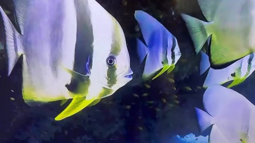A close-up shot shows a school of batfish swimming in dark water. The fish are characterized by their laterally compressed bodies and prominent dorsal and anal fins, giving them a disc-like shape. They have distinctive black and white vertical stripes. The foreground fish is the largest and most in focus, with its mouth slightly agape and its yellow pectoral fins clearly visible. Other batfish are visible behind it, some with blue-tinged bodies. Smaller, schooling fish are scattered in the background among dark, possibly rocky or coral structures. The lighting appears to be from above, illuminating the fish from the top and casting shadows below. The overall impression is one of a vibrant underwater ecosystem.