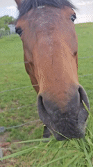 Rural Belgium visit captures wildflowers, countryside, horse interaction