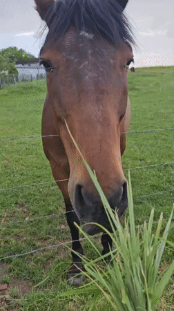 Rural Belgium visit captures wildflowers, countryside, horse interaction