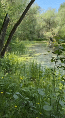 Morning wildlife and pond scenes captured in Khimki