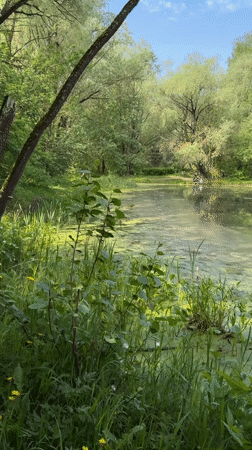 Morning wildlife and pond scenes captured in Khimki