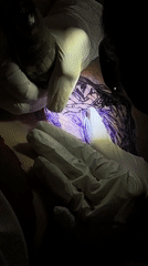 Tattoo artist works on client in Milan studio