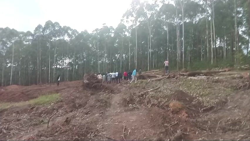 The video shows a group of approximately 15-20 individuals gathered in a deforested area adjacent to a tall, dense forest, likely a eucalyptus plantation, under an overcast sky. The ground is covered in disturbed soil, tree stumps, exposed roots, and scattered branches, indicating recent clearing. A few large logs lie on the ground on the right side of the frame. The group of people is congregated near the edge of the remaining forest, with some standing on a slight elevation among the felled logs. One person is visible further left, isolated from the main group. The scene suggests an inspection or observation of the cleared land and the remaining trees. No specific activities beyond standing and observing are clearly visible, and no text is present. The context provided indicates the location is Moticho ward, Kenya.